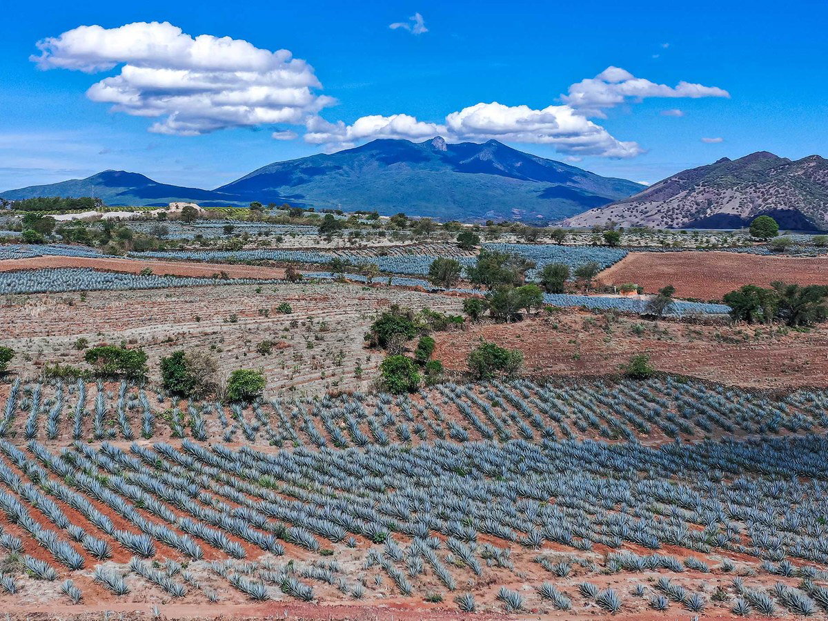 Aerial view of blue agave plants in neat rows across red volcanic soil, with green trees scattered, and large mountains under a blue sky.