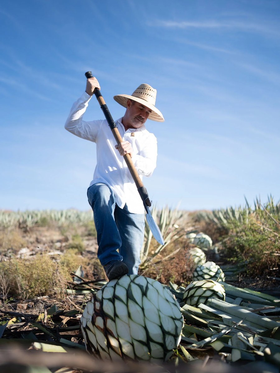 A man in a straw hat and white shirt uses a coa tool to harvest an agave piña in a field, with other harvested piñas nearby under a blue sky.
