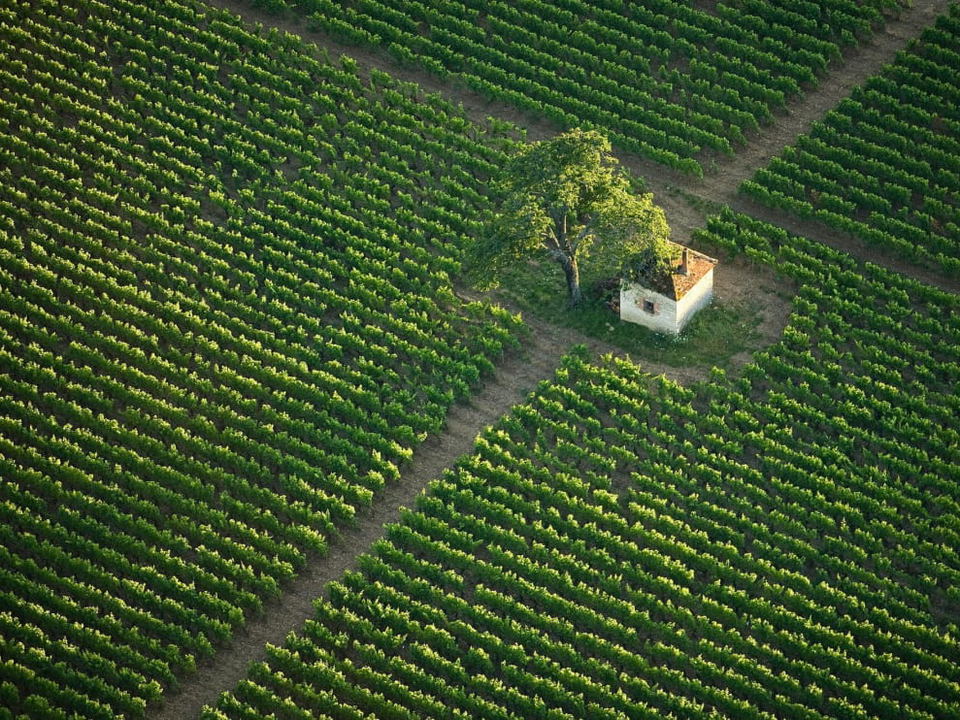 Aerial view of the Côte d'Or vineyards in Burgundy