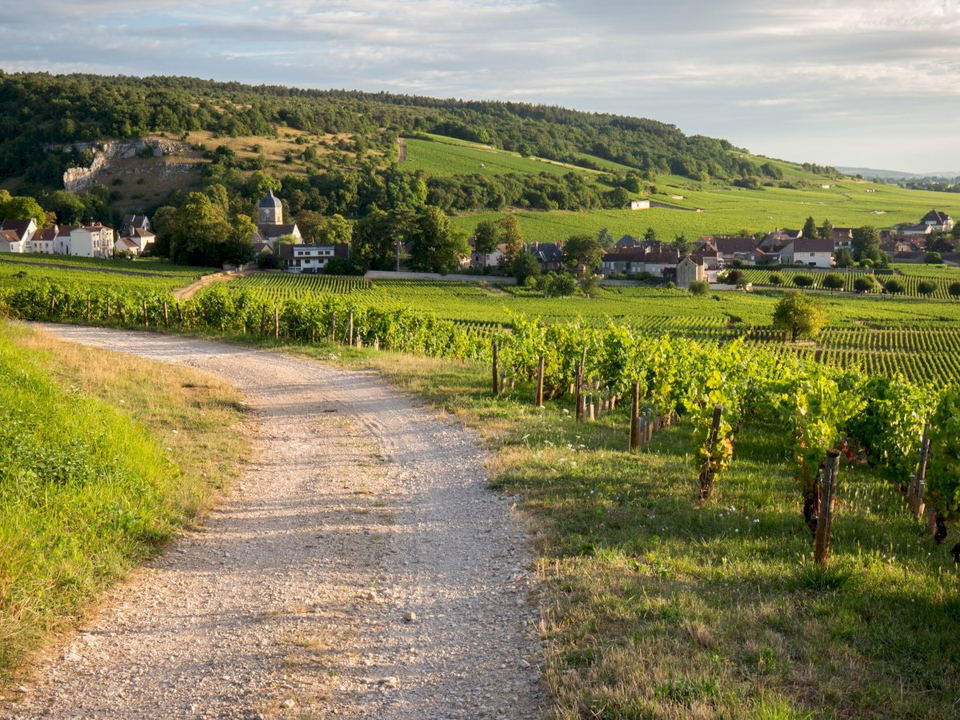 The vineyards of Burgundy's Côte d'Or, where the Michelin Grape Selection debuted