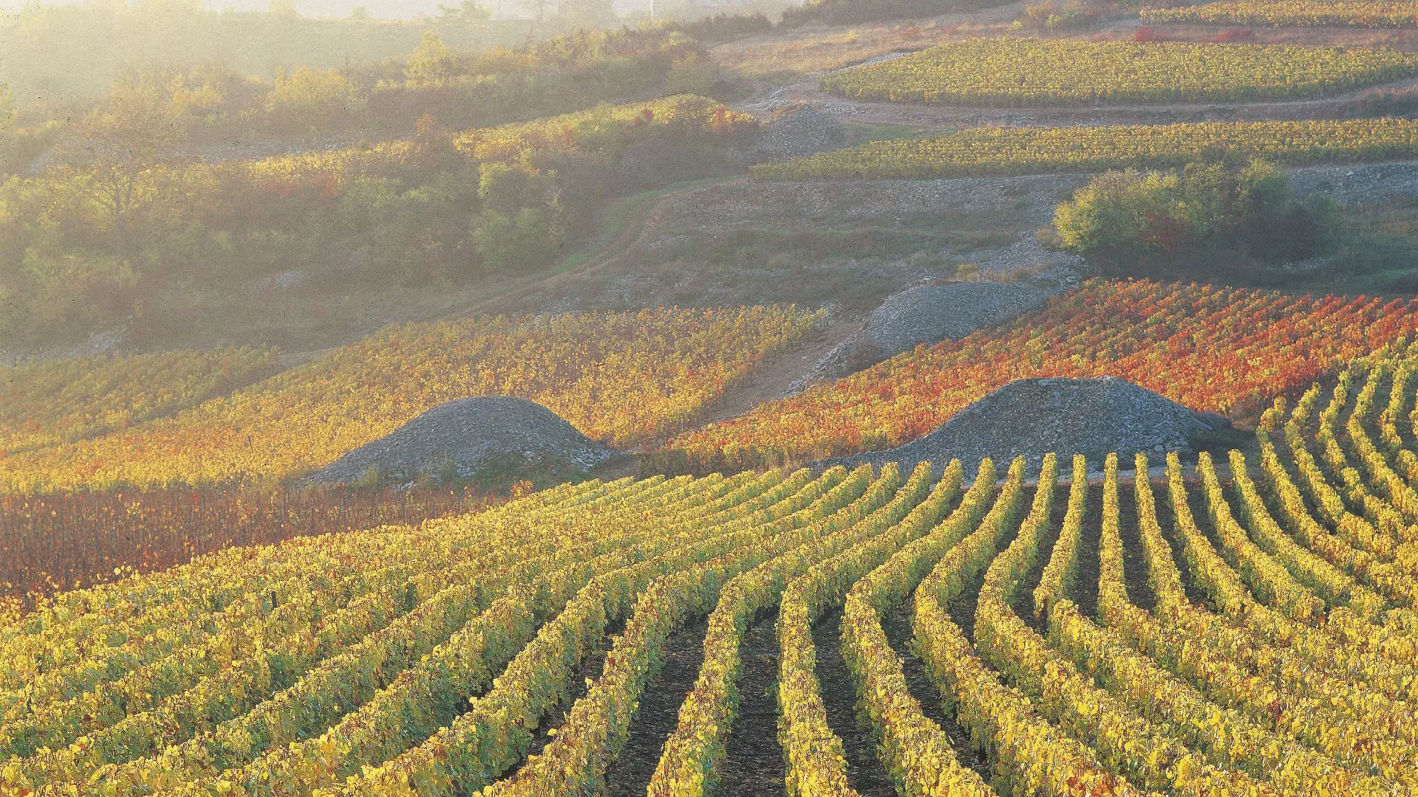 Michelin Enters Wine Ratings, Opus One's Succession, and Rioja's Tipping Point