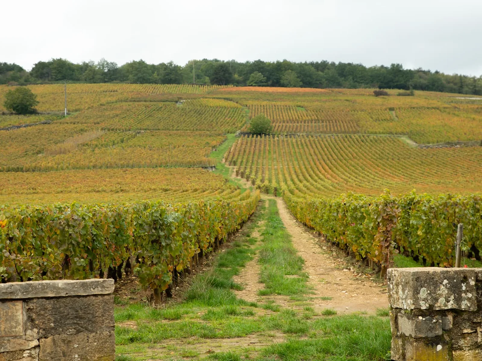 A wide view of the Romanée-Conti vineyard, with rows of grapevines extending up a hill under a cloudy sky.