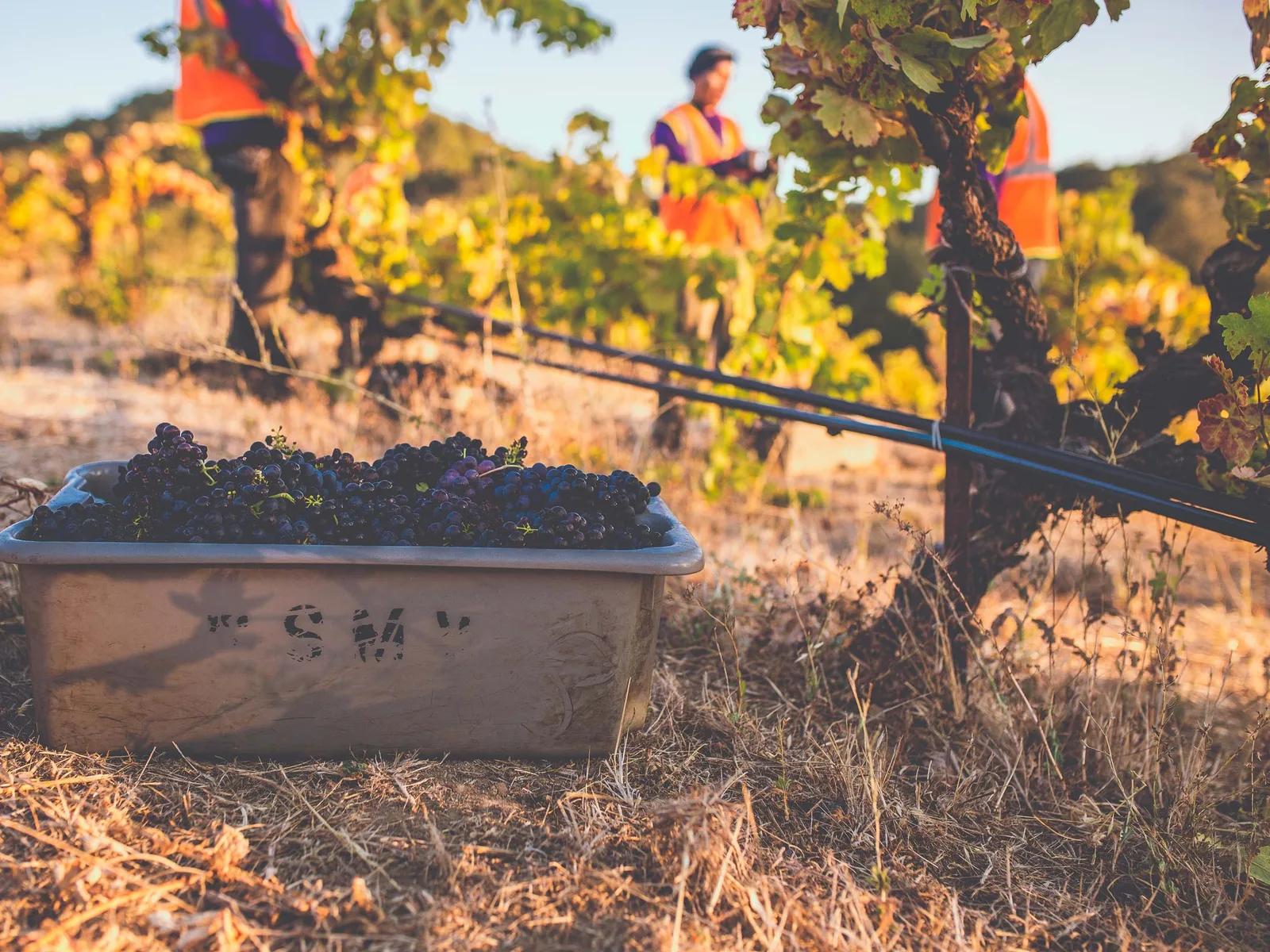 A large gray bin overflowing with dark purple grapes sits on dry grass in a vineyard, with blurred workers in orange vests in the background.