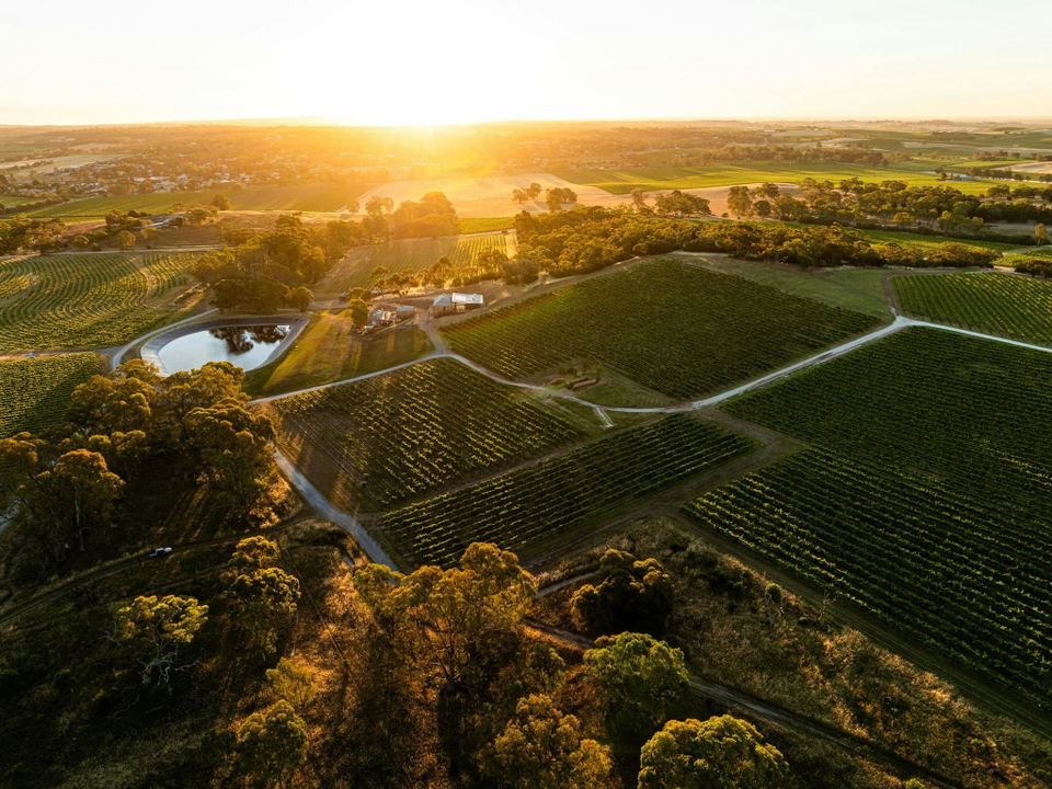 Drone aerial photograph of MMAD Vineyard in Blewitt Springs, McLaren Vale, South Australia at sunset, showing geometric rows of grapevines, an irrigation dam, farm buildings, native eucalyptus trees, and golden light spreading across the surrounding agricultural plains.