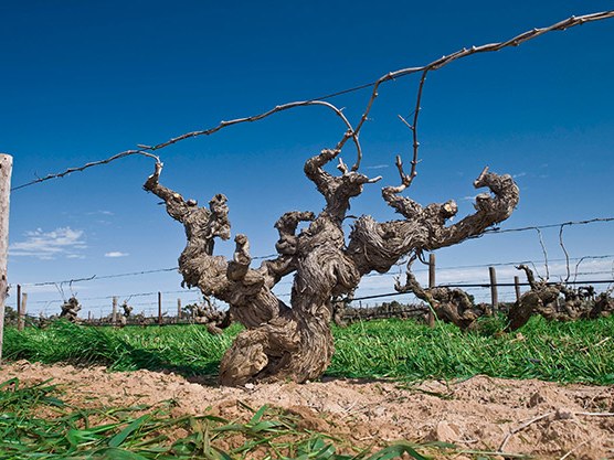 An old, gnarled grapevine with thick, twisted branches stands in a field of green grass under a clear blue sky.