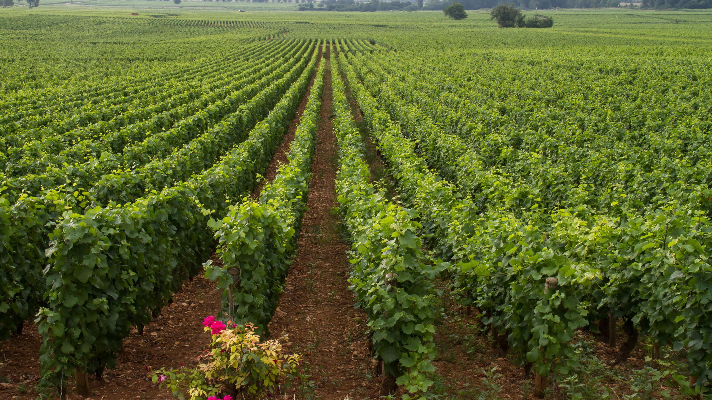 MICHELIN Guide Wine Selection Burgundy Debuts July 2026