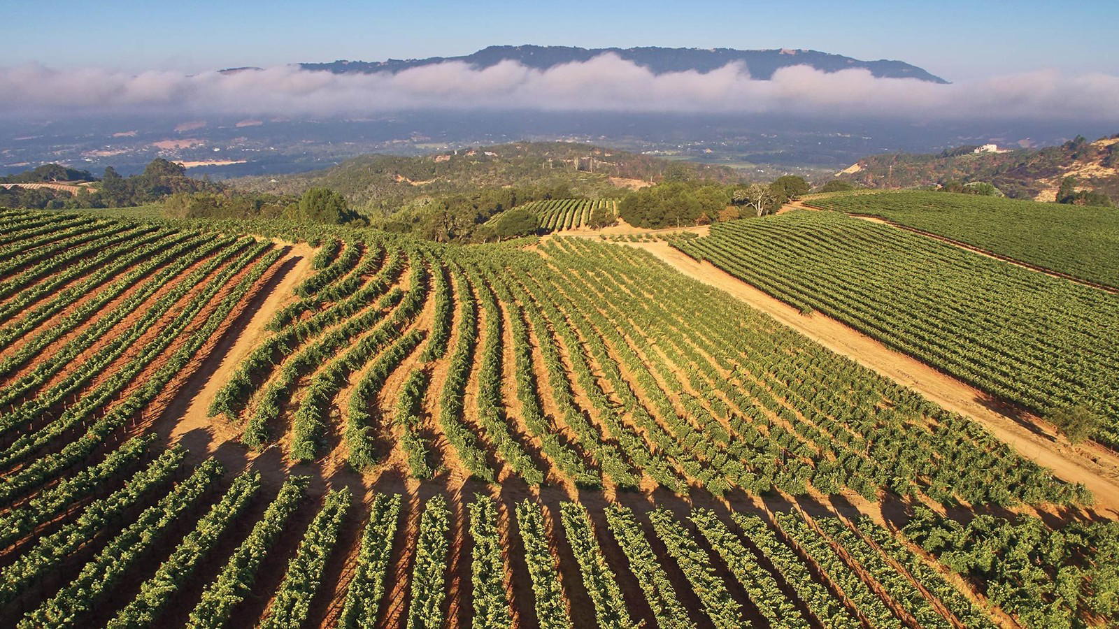 Monte Rosso Estate Wine Debuts with California's Oldest Cab Block