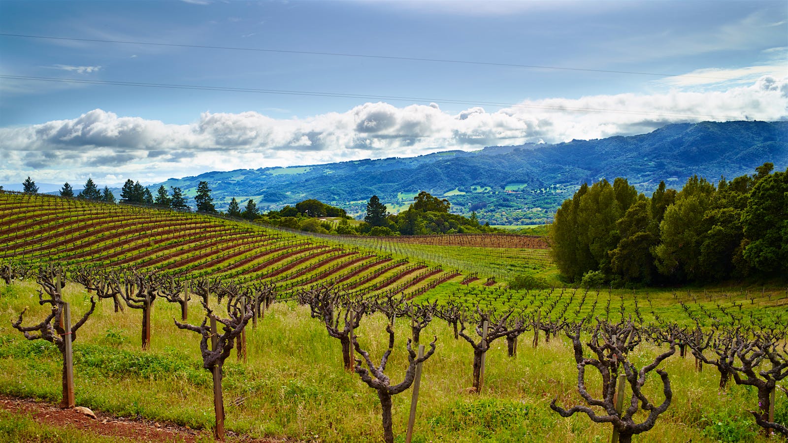 Monte Rosso Estate Wine Debuts with California's Oldest Cab Block