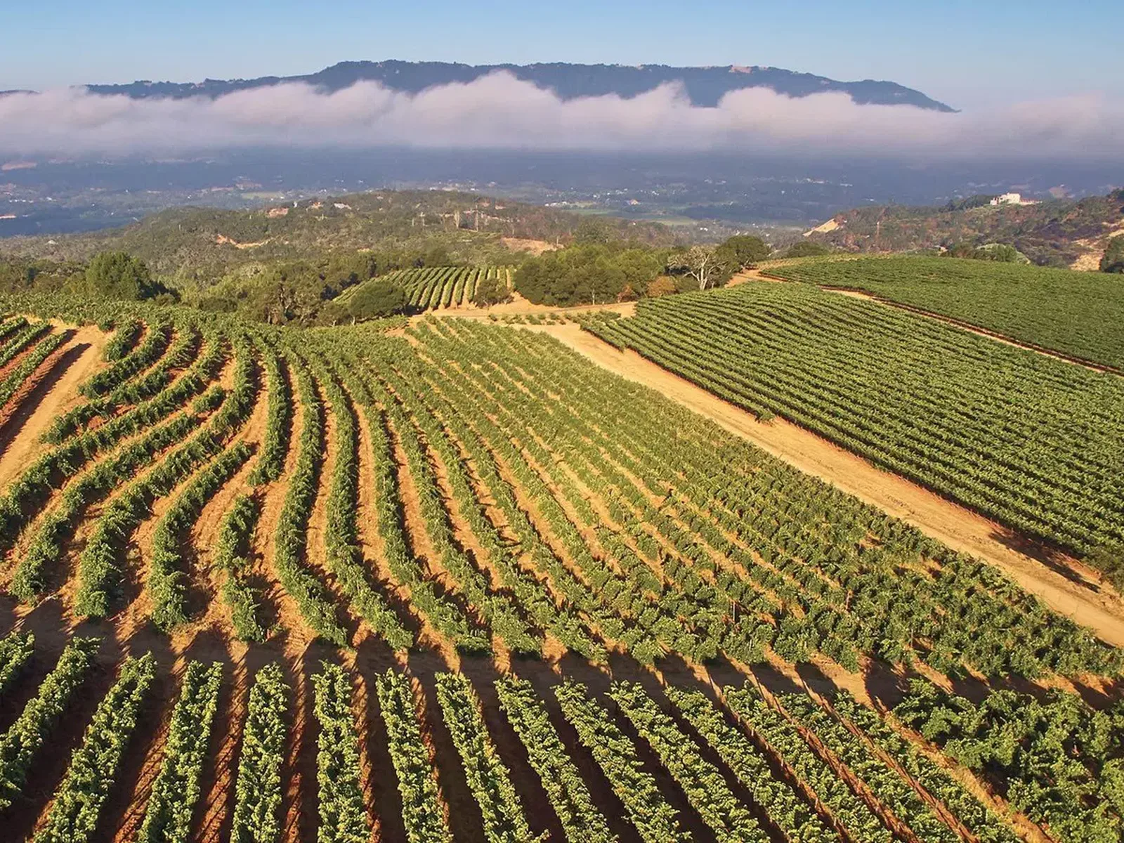 Vineyards in Burgundy