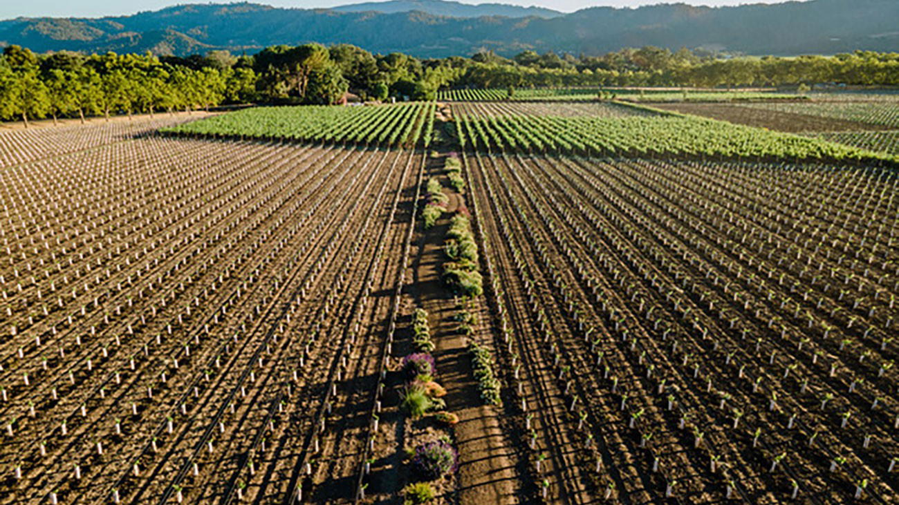 Napa Valley Groundwater Fees Threaten Vineyard Closures Amid Industry Crisis