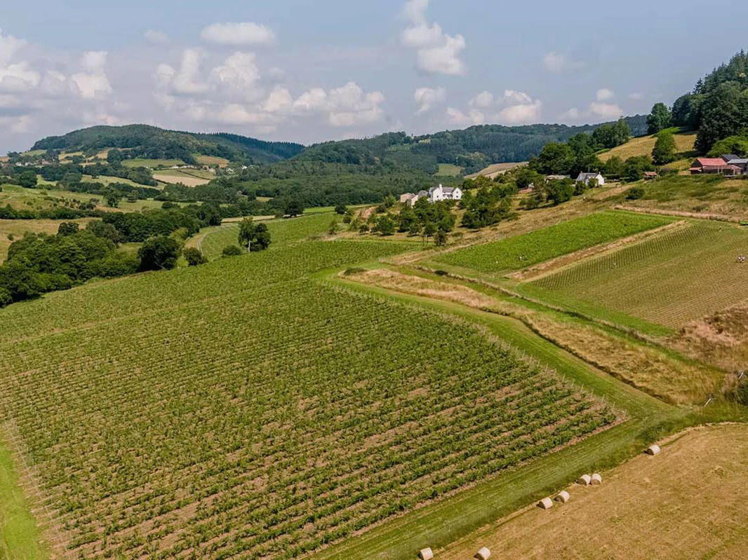 Natural Wine of Wales PGI Faces Defra Scrutiny