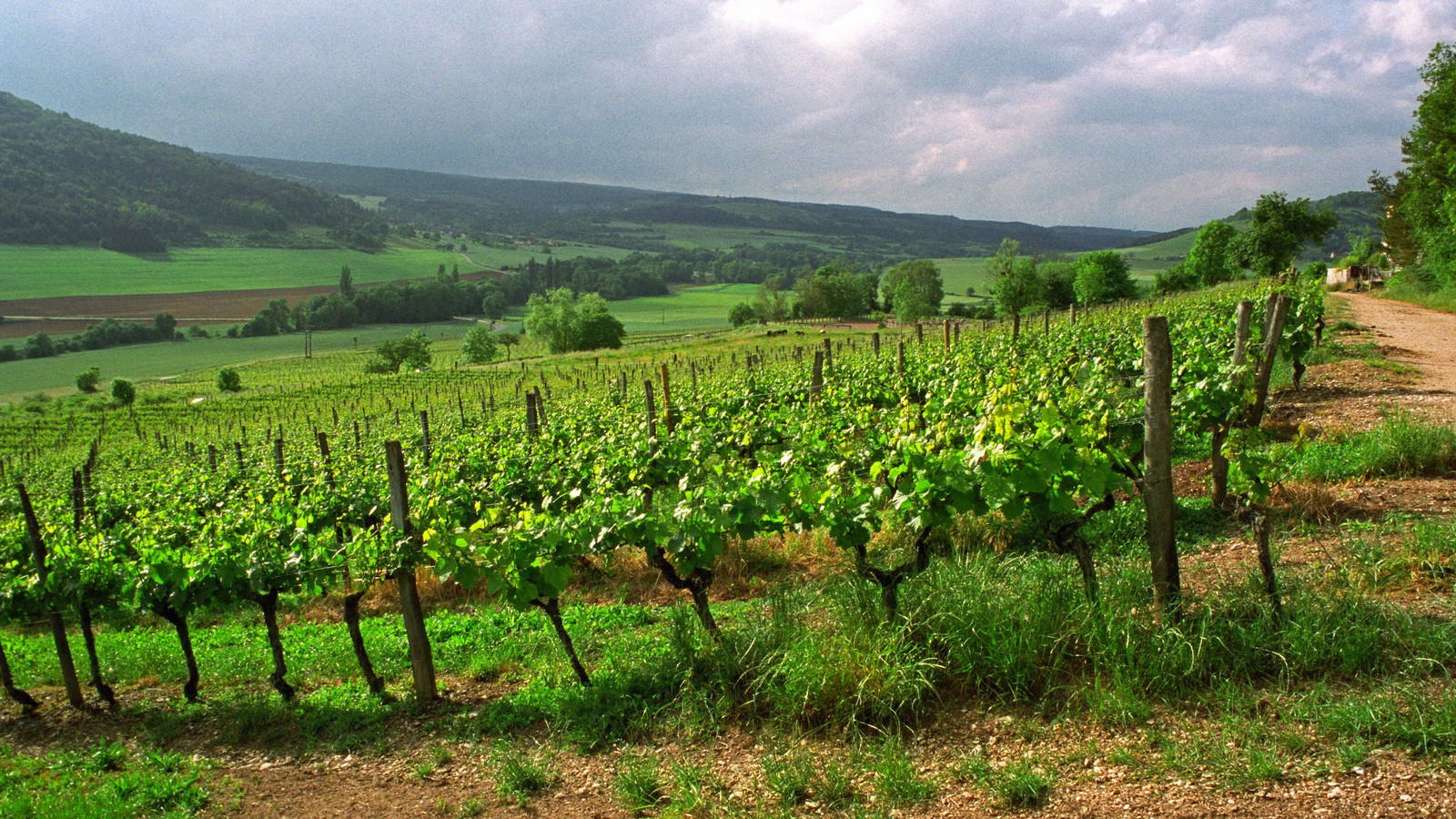 Next Generation Burgundy: 4 Producers Sommeliers Track