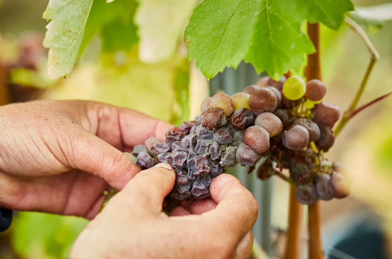 Close-up of hands holding a bunch of dark red grapes on the vine with green leaves visible above.