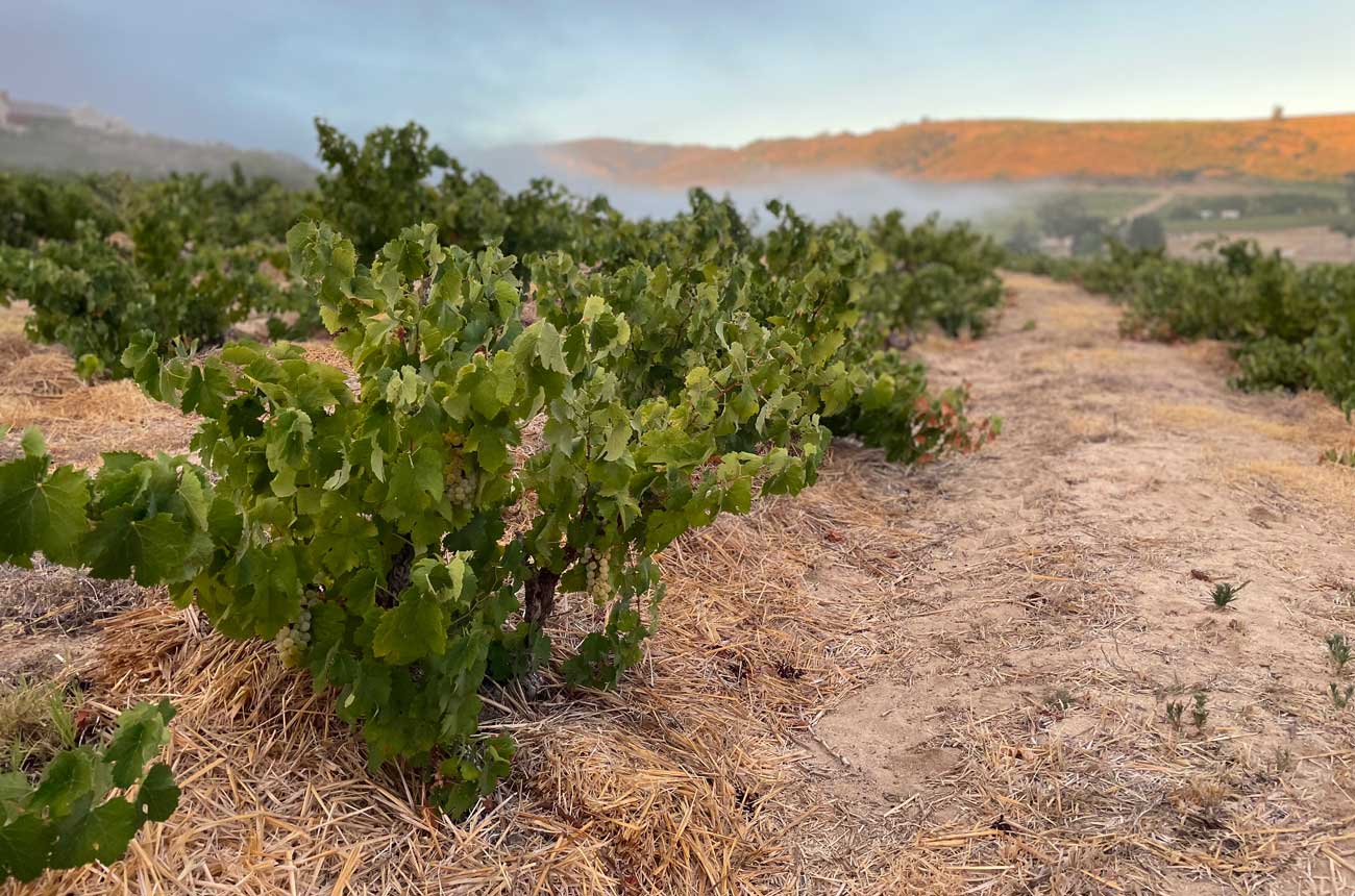 A vineyard with young grapevines planted in rows on sandy soil, with mountains and morning mist in the background.