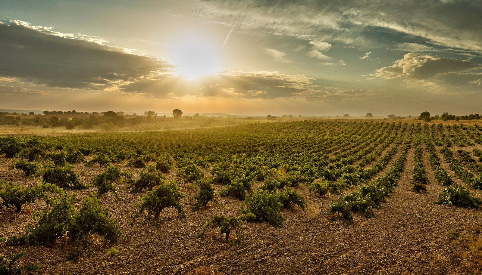 Vineyard rows at sunset showing low-trained vines with gnarled trunks in sandy soil; source page from Jancis Robinson explicitly about Bodega Numanthi