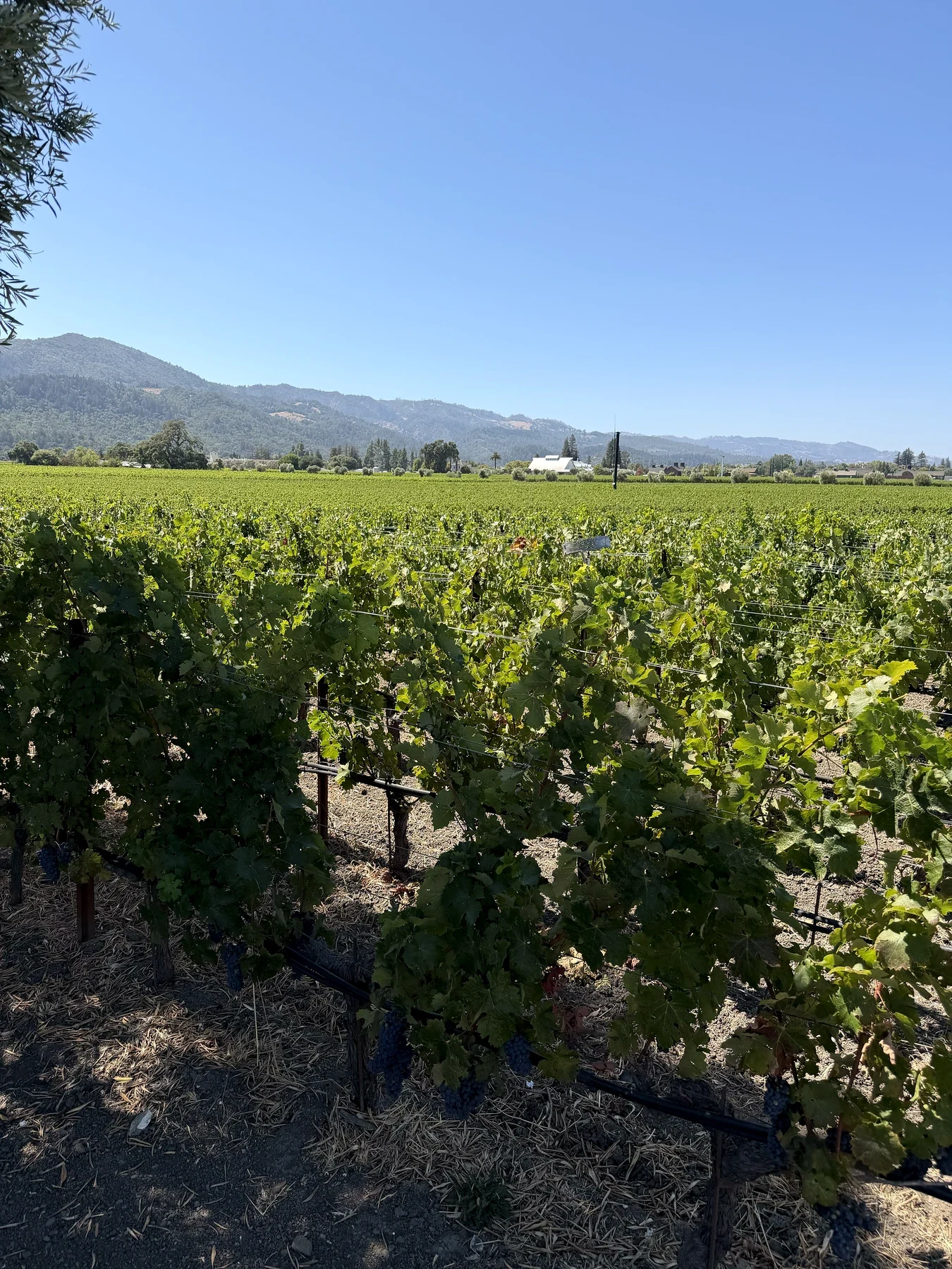 Rows of grapevines beside Opus One Winery in Oakville with the Mayacamas beyond