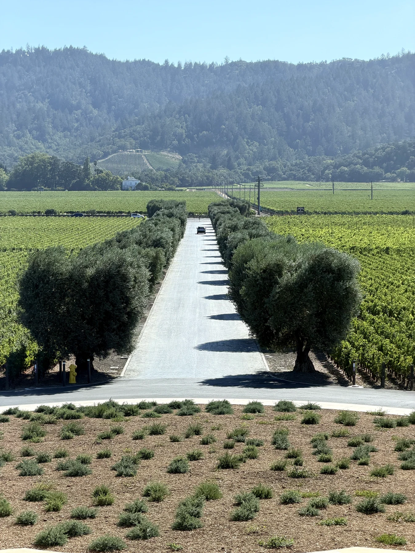 Olive-lined drive and vineyard rows seen from the rooftop terrace at Opus One Winery