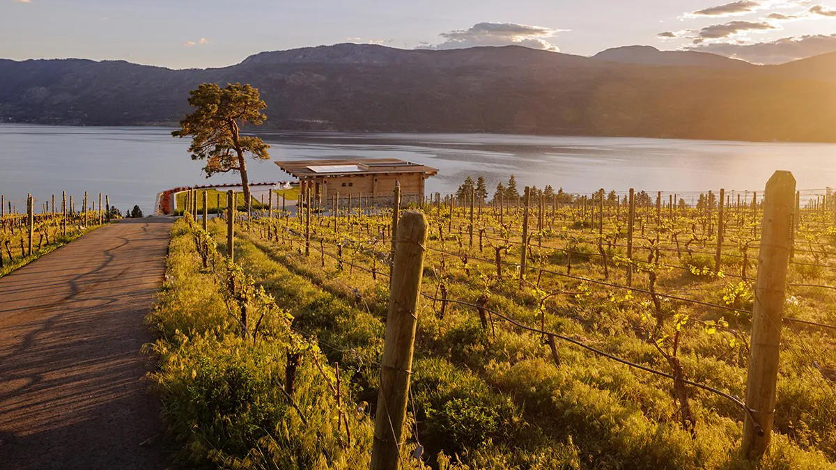 O'Rourke Family Estate Signals Okanagan's Luxury Wine Era