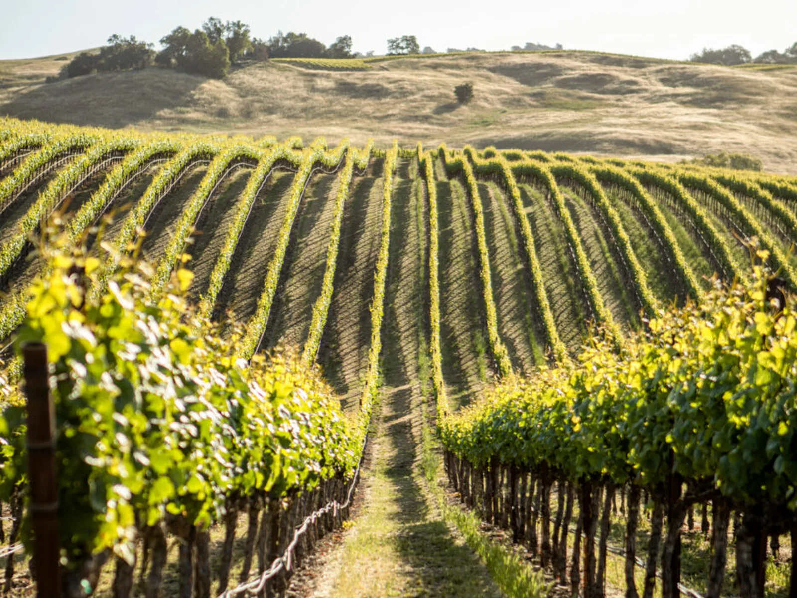 Vineyard landscape