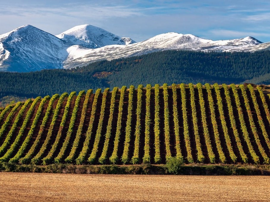 High-altitude Tempranillo vineyard rows stretch below snow-capped mountains, hinting at the debut wine's provenance.