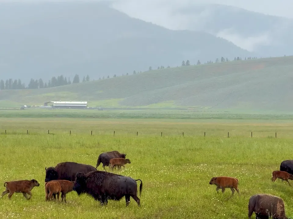 Bison grazing in a green Montana meadow beneath rain-covered mountains