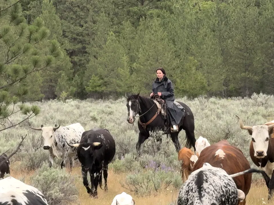 Rider working among horned Corriente cattle in the trees at Paws Up