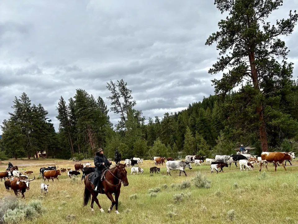 Riders moving a large herd of Corriente cattle across an open Montana pasture at Paws Up