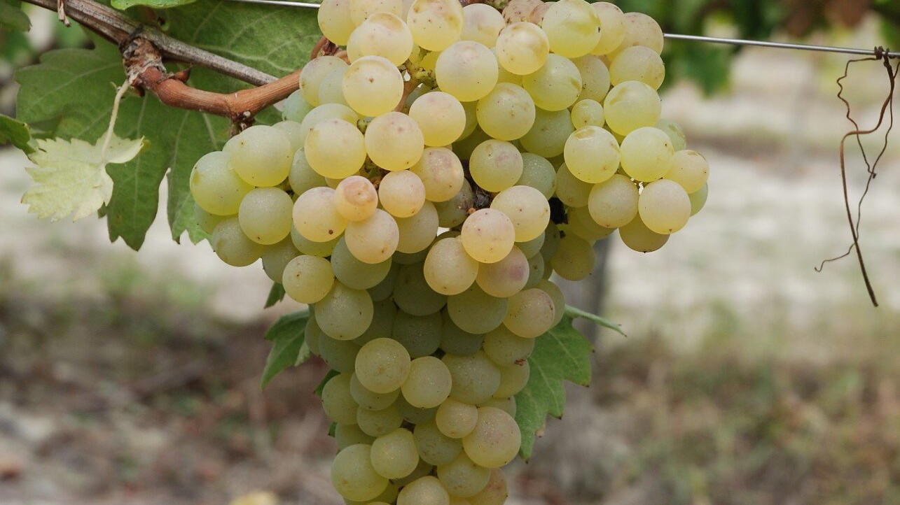 Pecorino and Timorasso Revival: How Two Winemakers Saved Italy's Rarest Whites