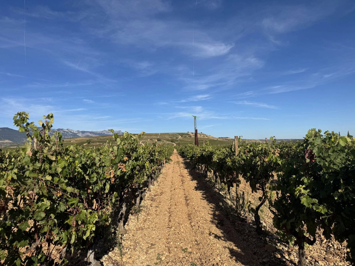 A vineyard with rows of green grapevines under a bright blue sky, with mountains in the background and a modern sculpture.