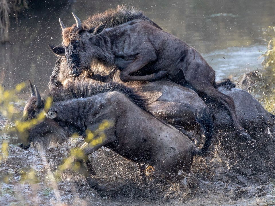 Several wildebeest are captured mid-action, splashing through a muddy river with water droplets flying. One wildebeest is on top of another, while