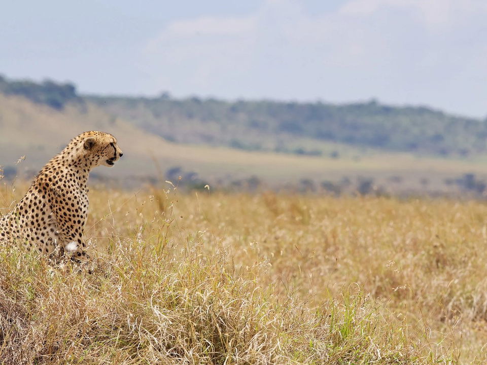A cheetah with spotted fur sits on a grassy rise, looking right, with a vast golden savanna and distant hills under a pale blue sky.