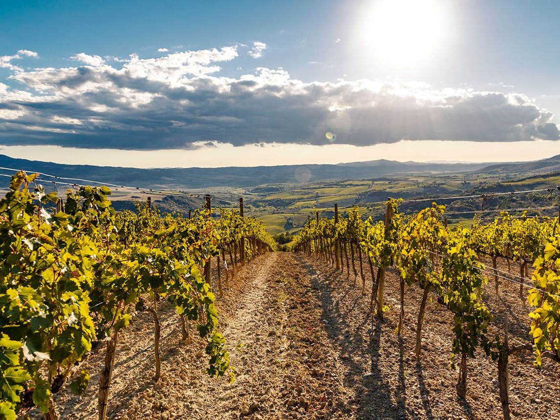 A vineyard with rows of grapevines on a hillside overlooking a vast valley landscape with mountains in the distance.