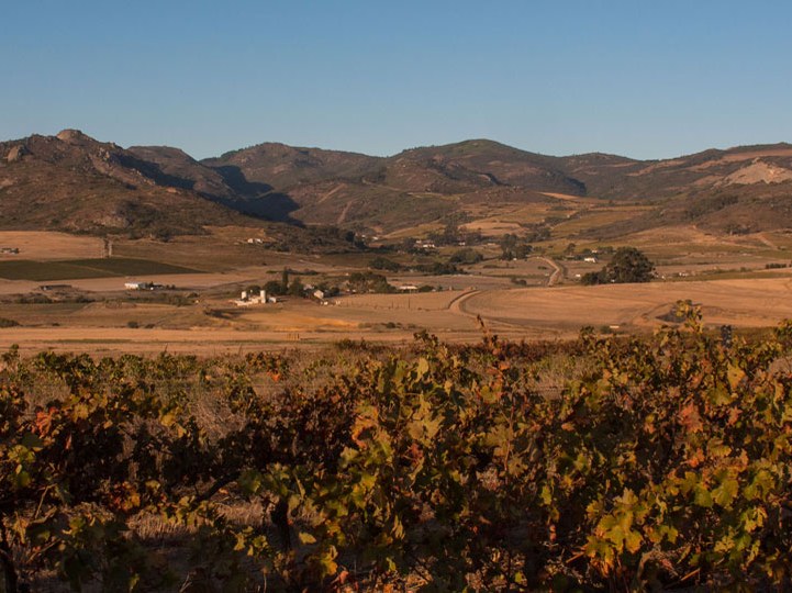 A wide landscape view of the Paardeberg mountain area in Swartland, South Africa, with rows of grapevines in the foreground.