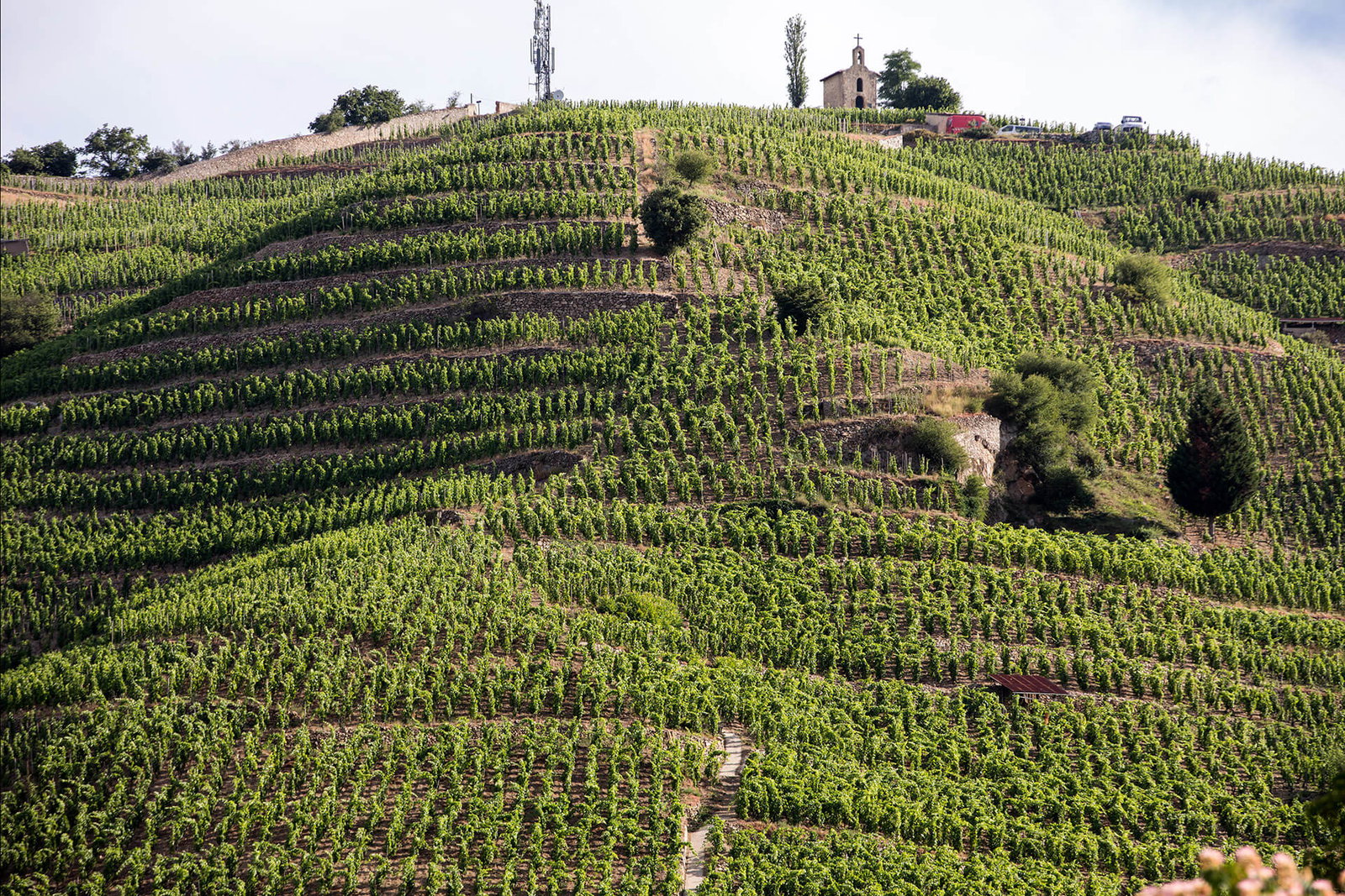 Terraced vineyards on a hillside with a small chapel and cell tower at the summit; the image shows the Hermitage hill in Tain-l'Hermitage, a known.