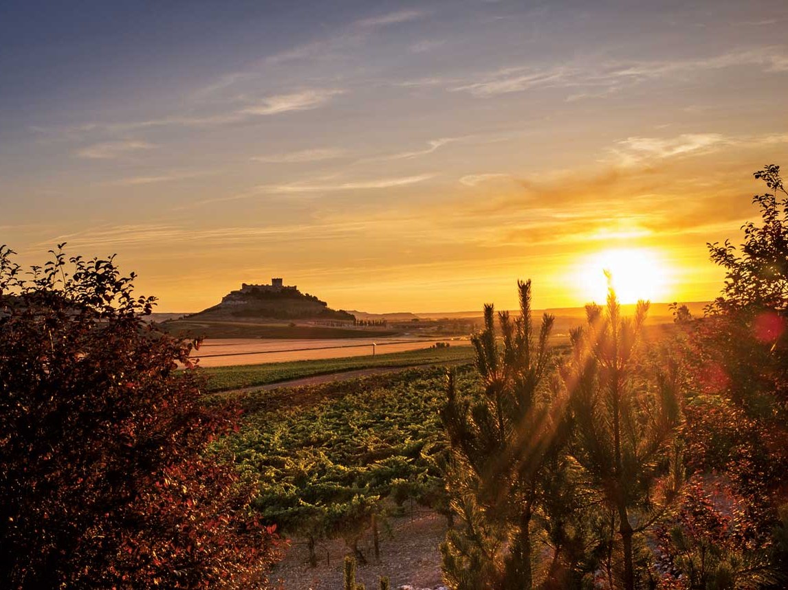 A golden sunset over a vineyard in Ribera del Duero, with a castle on a distant hill and autumn foliage in the foreground.