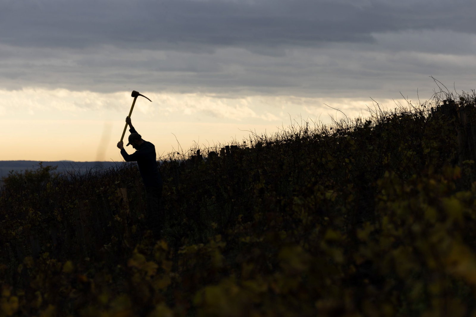 Silhouette of a person working in a vineyard at dusk with a pickaxe or hoe raised, showing manual farming practices.
