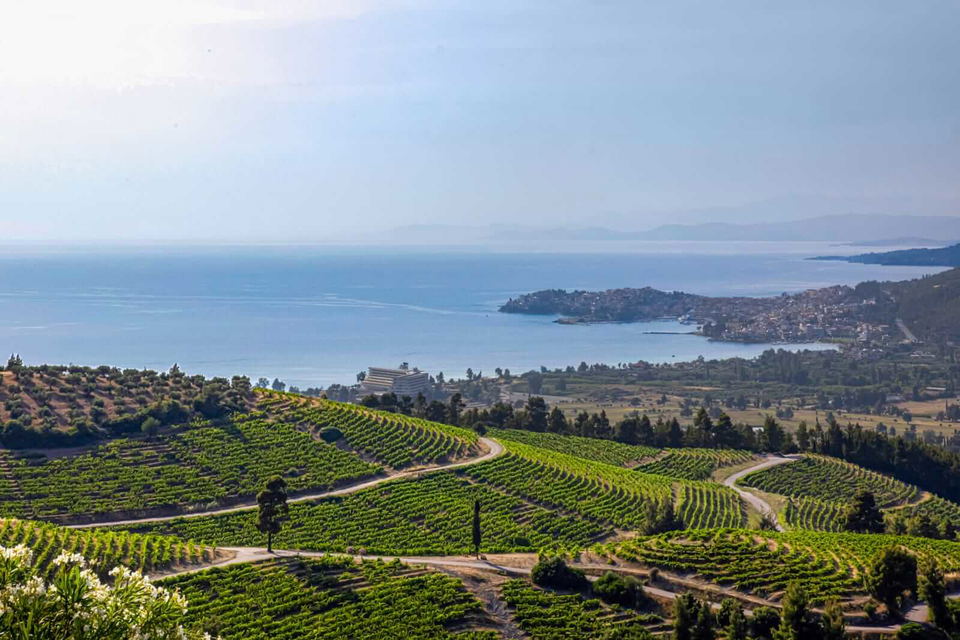 A vast vineyard with rows of green grapevines stretching across rolling hills, overlooking a calm blue sea and a coastal town.