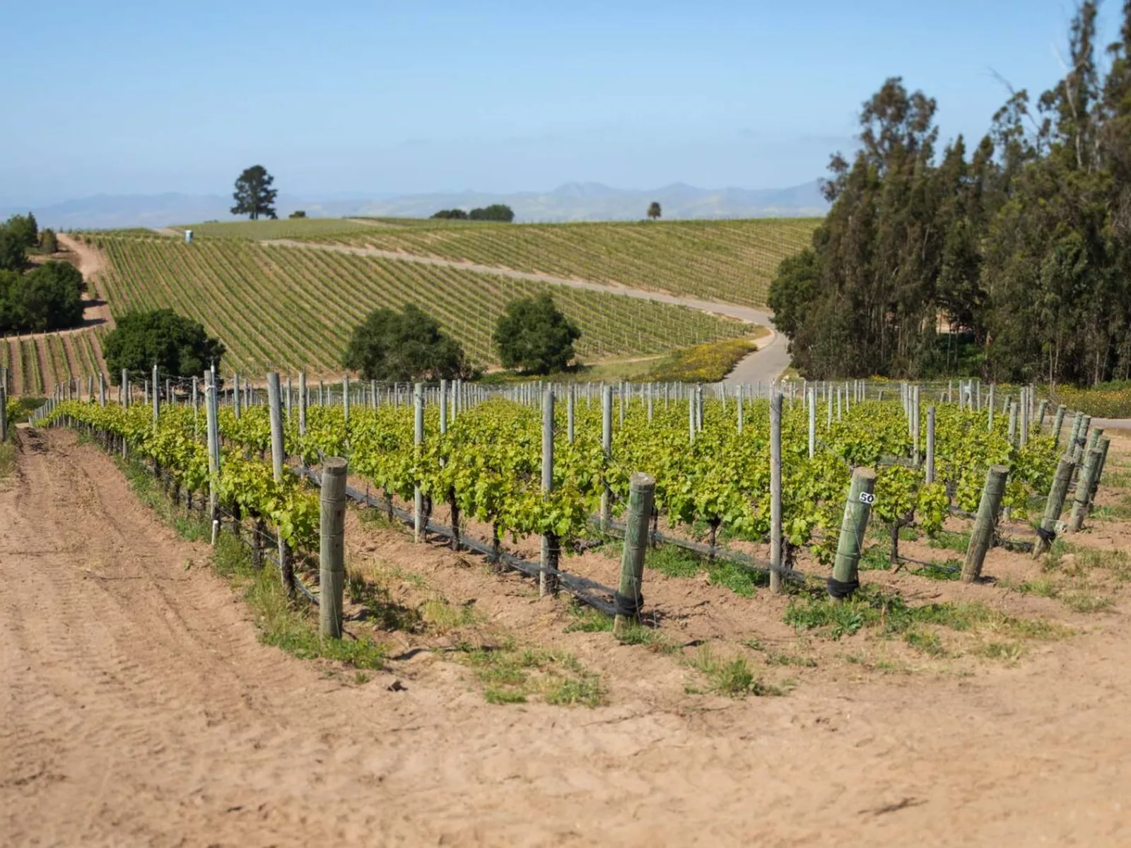 Vineyards with rows of grapevines and a dirt path in the landscape.