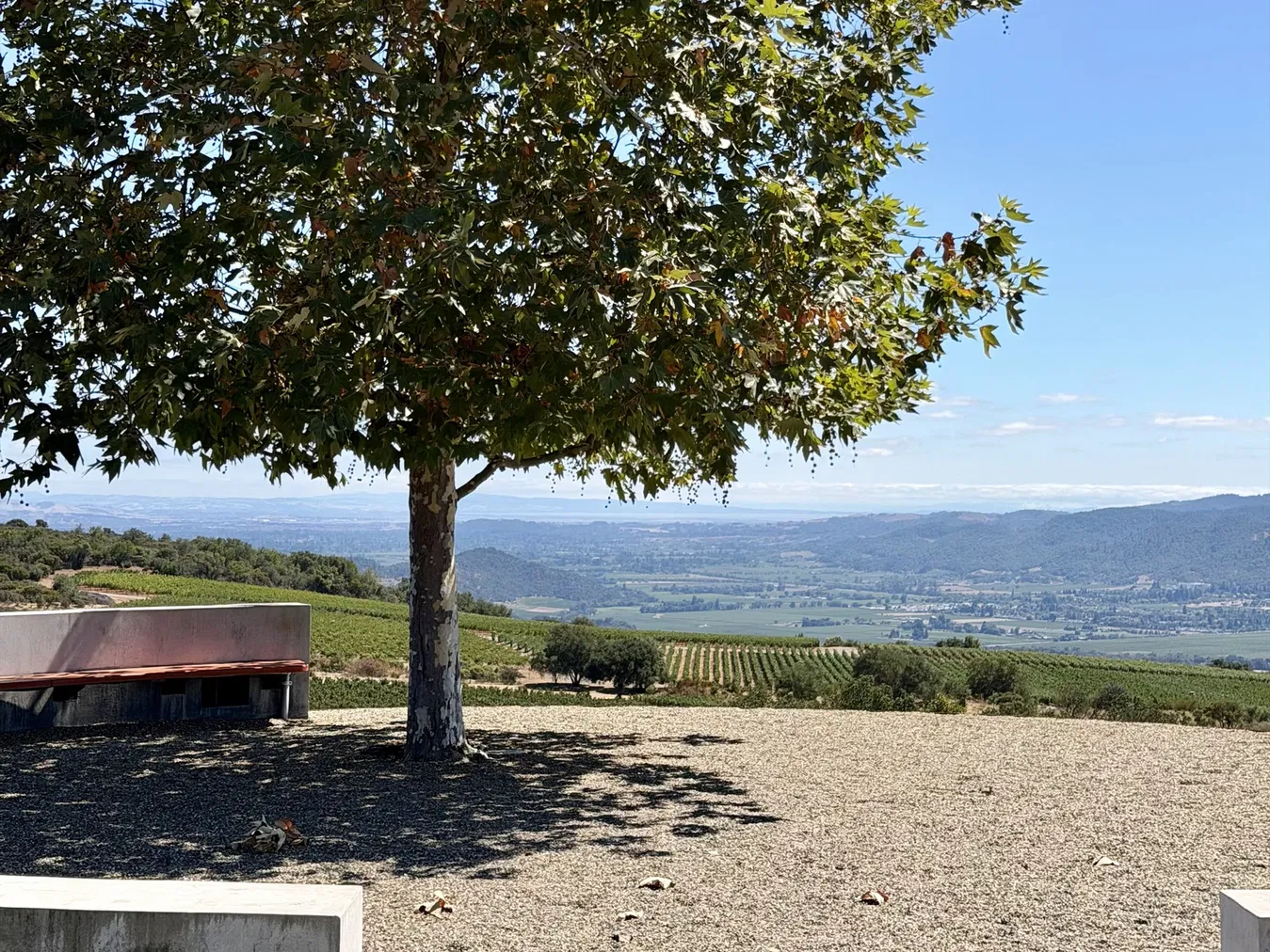 Napa Valley seen from the Realm Houyi overlook, with a lone oak on the ridge