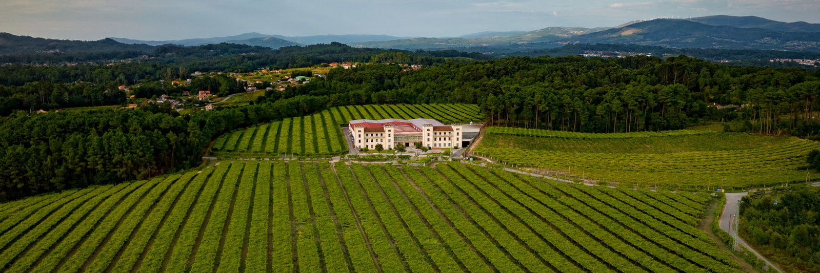 Bodegas La Val ‘Licia’ Albariño 2024 (Rías Baixas), set among long, parallel rows of estate grapevines.