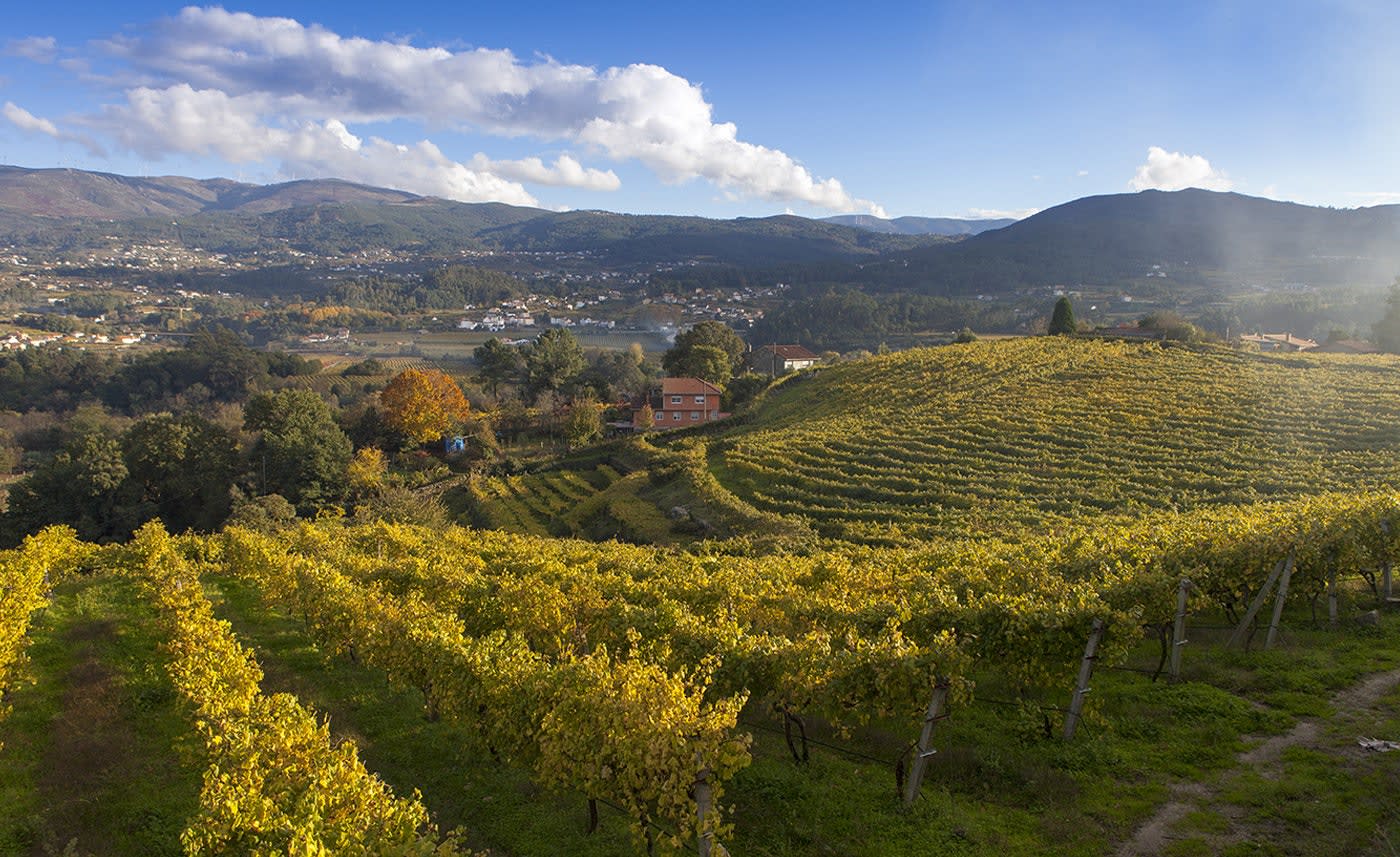 Rías Baixas Albariño Buying Guide: 8 Coastal Whites