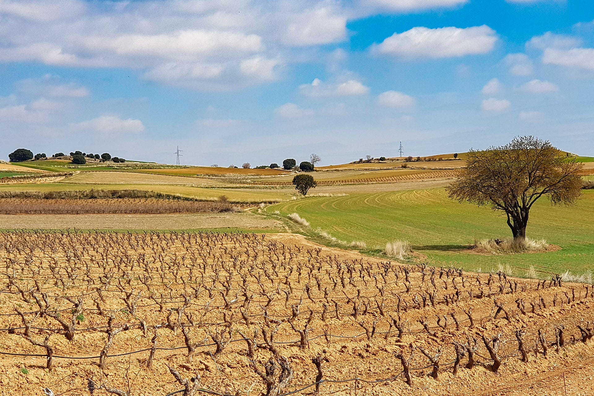 Ribera del Duero 2021: 342 Wines Tasted