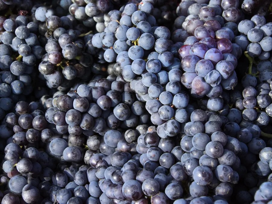 Close-up photograph of dark purple wine grapes (Nebbiolo) in clusters.