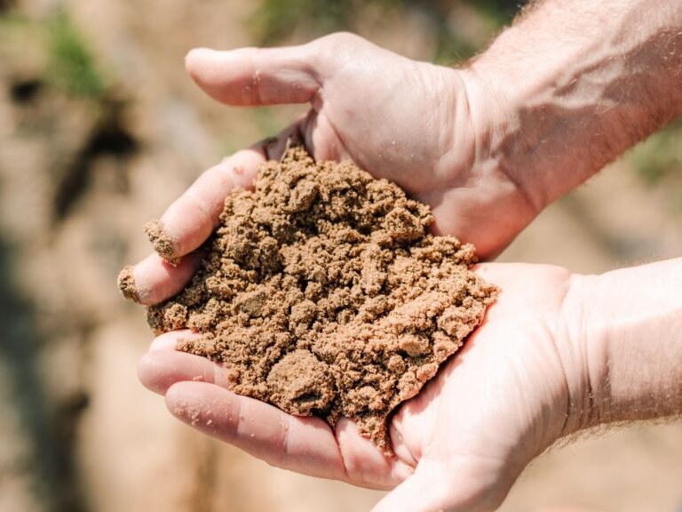 Close-up of hands holding loose, sandy brown soil with visible granular texture, photographed in an outdoor vineyard setting