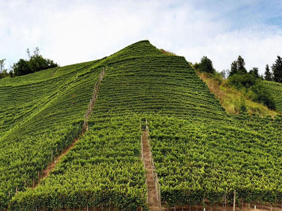 A terraced vineyard on a steep hillside with rows of vines following the contours of the slope, showing the characteristic amphitheatre-like topograph