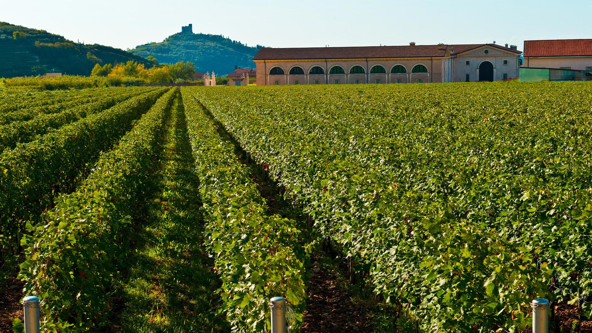 Romano dal Forno: The Amarone Producer Who Rewrote the Rules