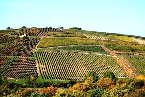 Terraced vineyard landscape showing multiple parcels with distinct soil colors and vine rows on rolling hills.