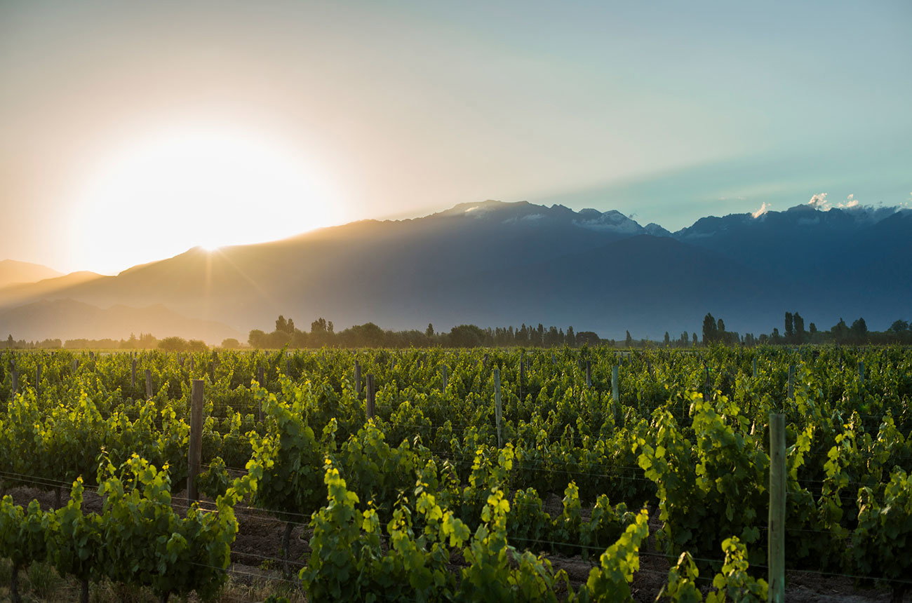 A vineyard at sunrise or sunset with rows of grapevines in the foreground, mountains in the background, and atmospheric mist.