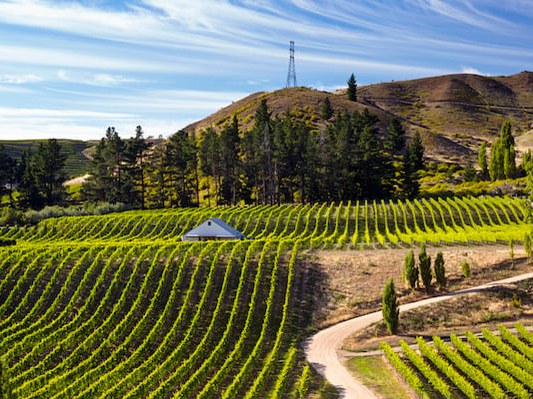 Rows of vines and a white-roofed barn at a Central Otago vineyard, consistent with Sam Neill's Two Paddocks.