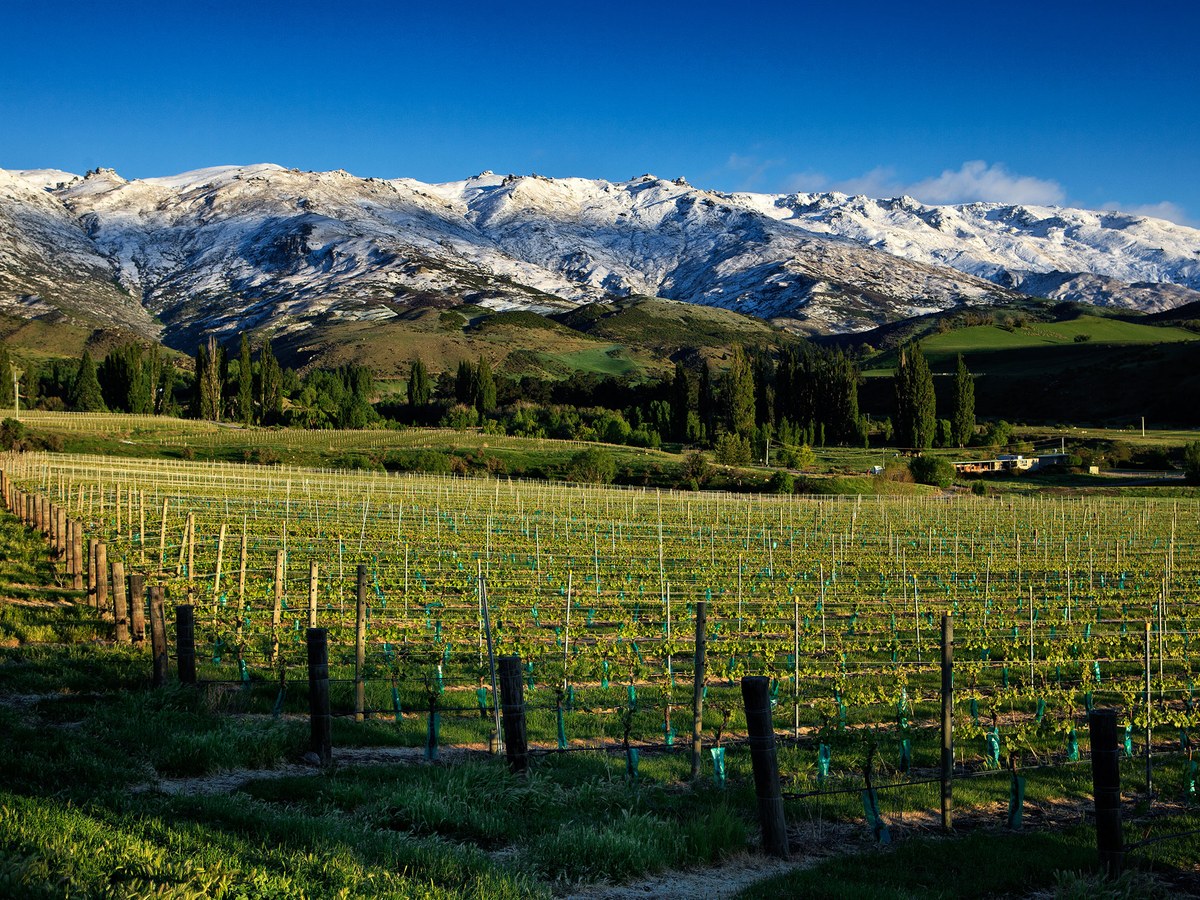 Central Otago's dramatic vineyards thrive under snow-capped mountains.